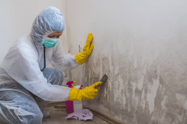 Best Mold Damage Restoration  in Goodyear, AZ